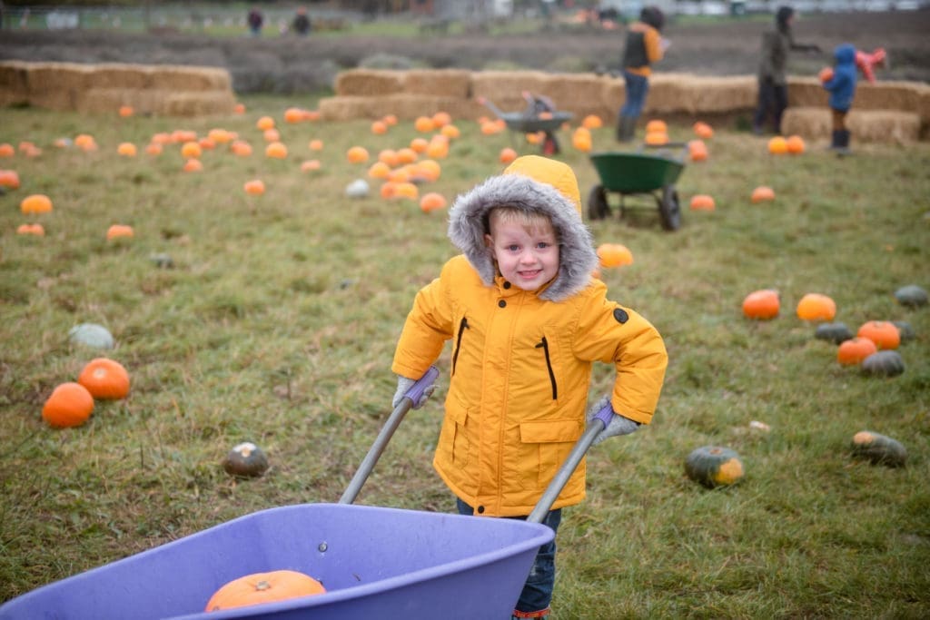 Families portfolio - a little girl pushes a wheelbarrow in a pumpkin field, with a pumpkin inside